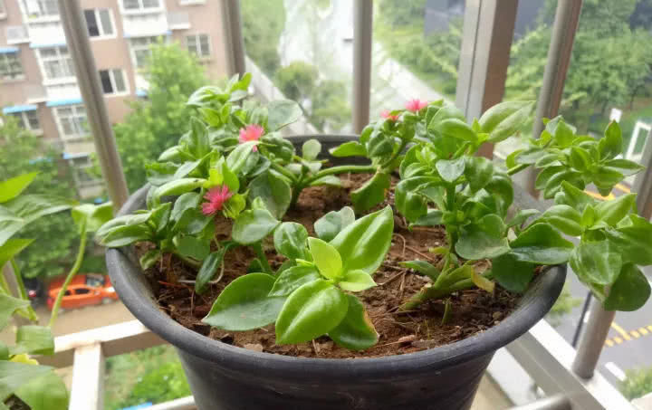 穷养|这6种花就要穷养,不花钱不用管,个个肥得流油