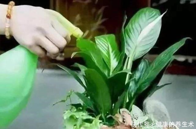 草木灰|夏天养花,花盆里小虫子多,6种除虫“小技巧”,一学就会!