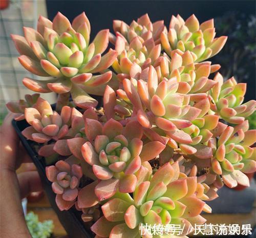 杂交品种|20款高贵梦幻紫色多肉,养一盆“紫气东来”,总有一款是你喜欢的