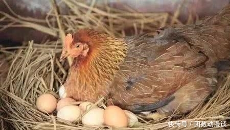 老师一上联:“母鸡下蛋,‘谷多谷多’只有一个”,下联太经典了