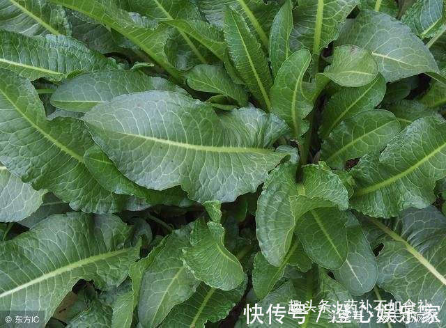 牛舌头|农村常见的“牛舌头”,以前被人嫌弃,现在却被当成“宝贝”!