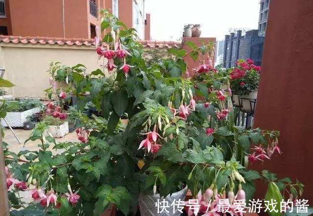 10大吉祥花,好养又高档,家里养一盆,有花有果招财又旺家