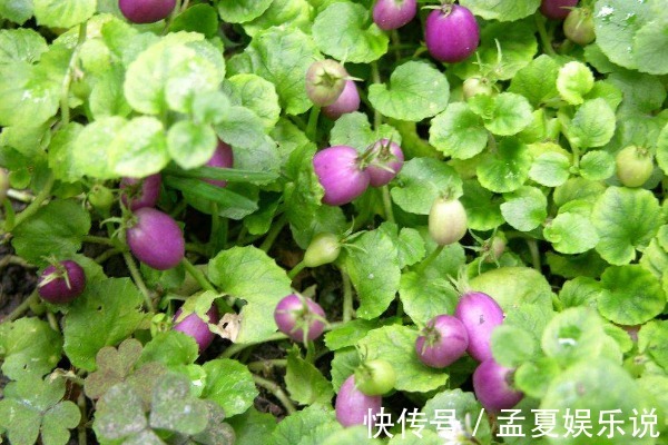 茄子|农村不起眼的“地茄子”,曾被人践踏嫌弃,殊不知营养价值很高!