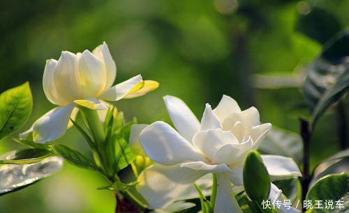 4种盆栽花卉,号称“香香公主”,家里养一盆,连香水都省了!