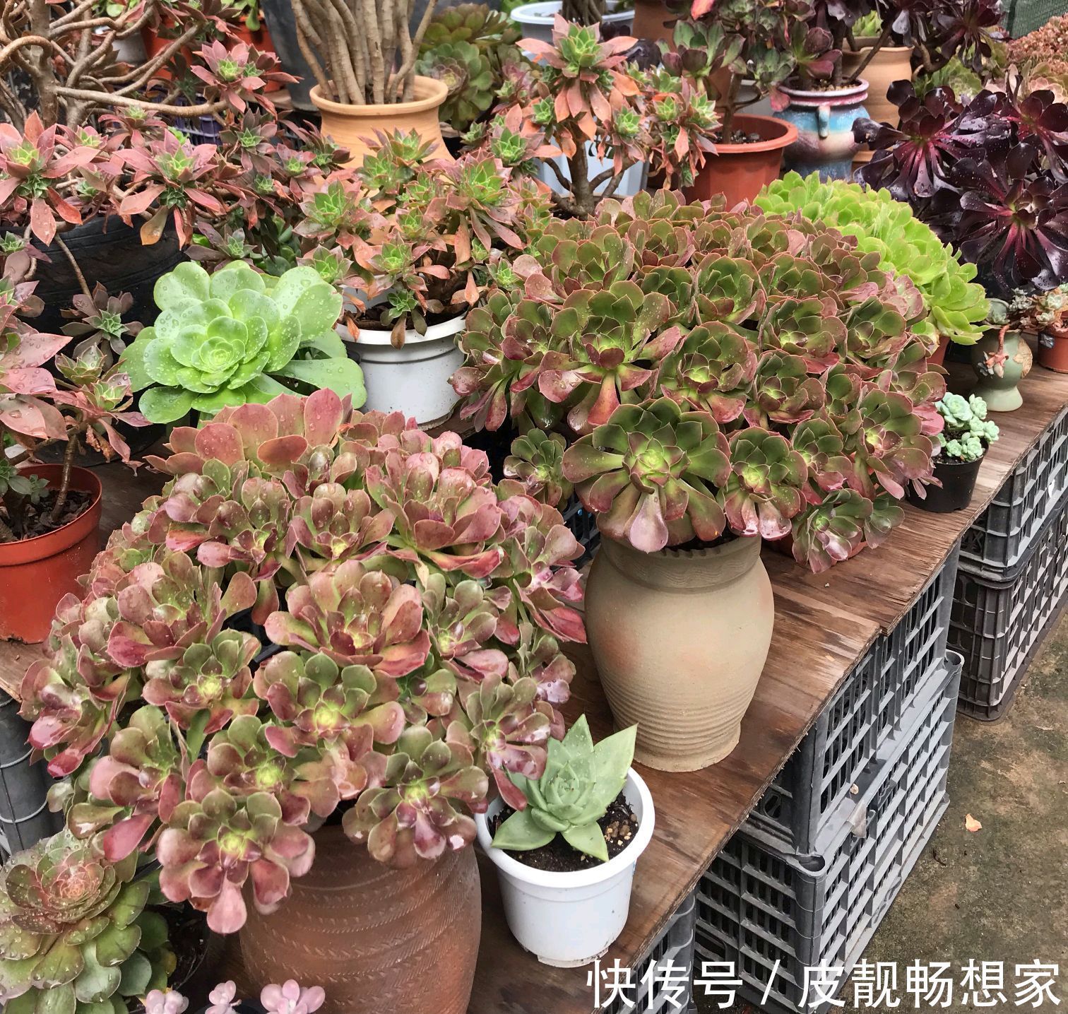 秋季养多肉爆盆技巧，不要犯了3个错，多肉长成大老桩