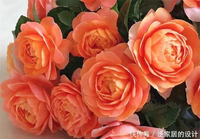 花友们，这花越养越上瘾，入坑成了品种控，家里开成花海洋