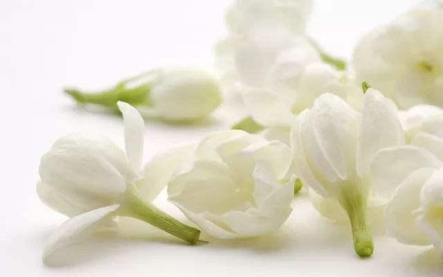 茉莉花总是养不好,掌握几个养护技巧,植株生长速度快,花开不断