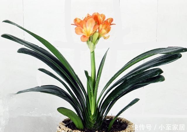 养花老前辈|养君子兰、兰花和蟹爪兰不用别肥,就用两种,实实在在的好