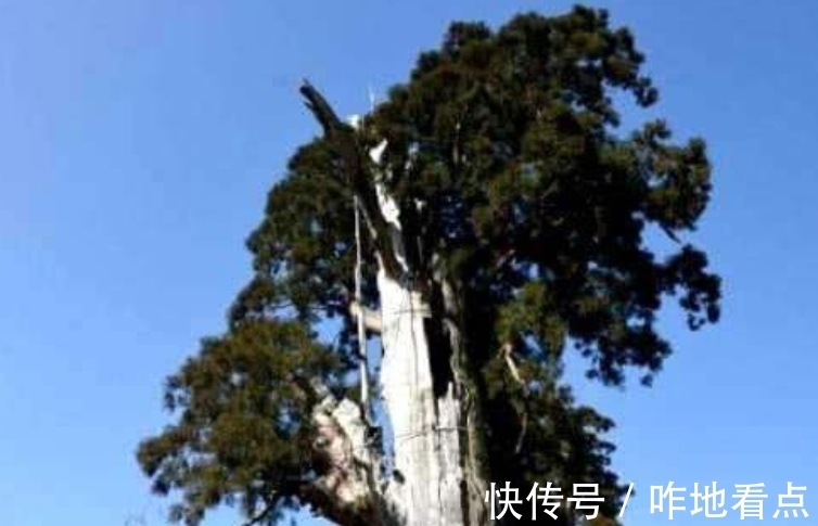 浙江景宁的这棵千年古树,靠营养液维持生命,今却争议不断