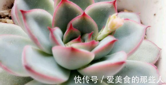 叶插,浇水,渡夏,多肉新手入门问题看这一篇就够了
