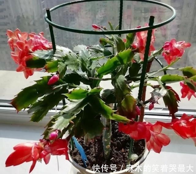 禁地|室内养花,避开2处“禁地”,不黑腐、不黄叶、不生虫,枝粗叶壮!