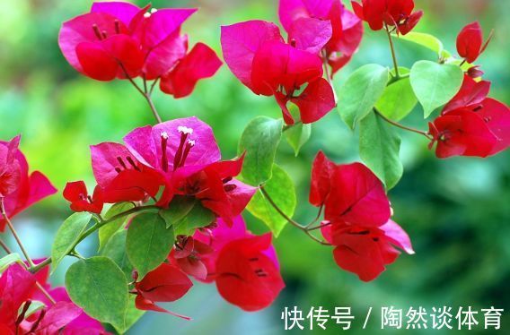 光照|家养这几款花卉,开花媲美玫瑰,四季常青,硕大香味浓,绚丽夺目