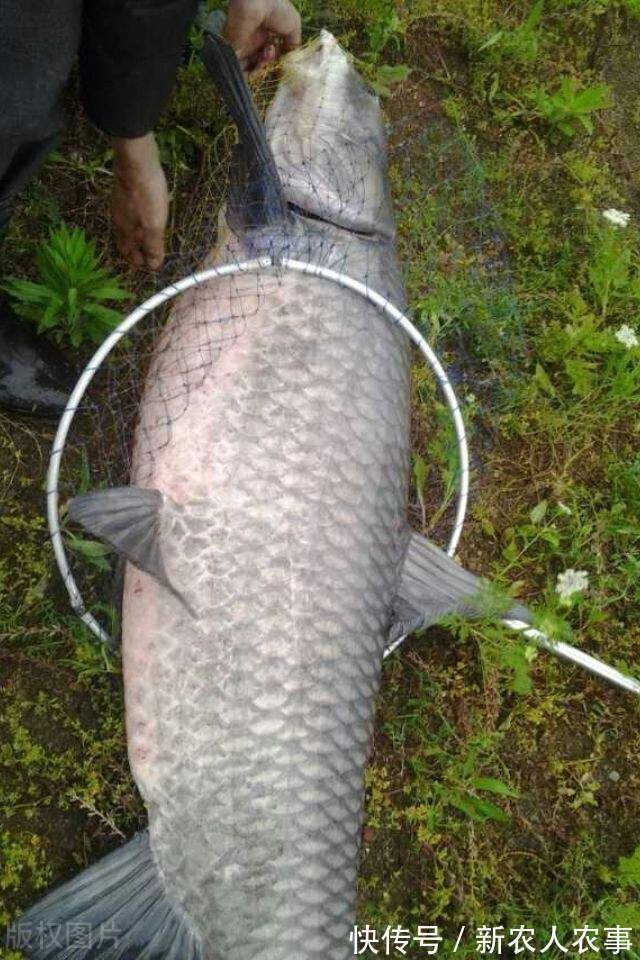 广东一男子野钓用螺蛳打窝,钓获180斤的“青鱼王”,用锄头刮鳞