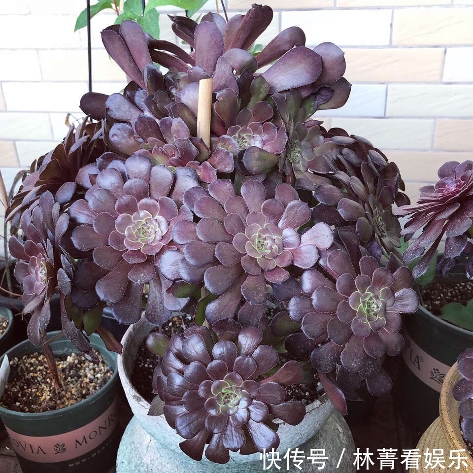 叶片|养多肉5年,告诉你4种“多肉”值得养,秋天晒一晒,10天变彩色