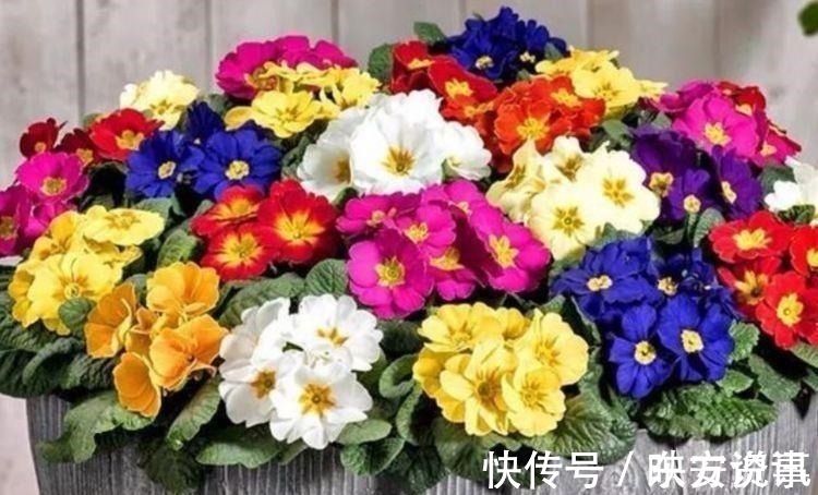 水仙花|号称女神花的几款花卉,漂亮又好养,沾土就活,越养越爆盆