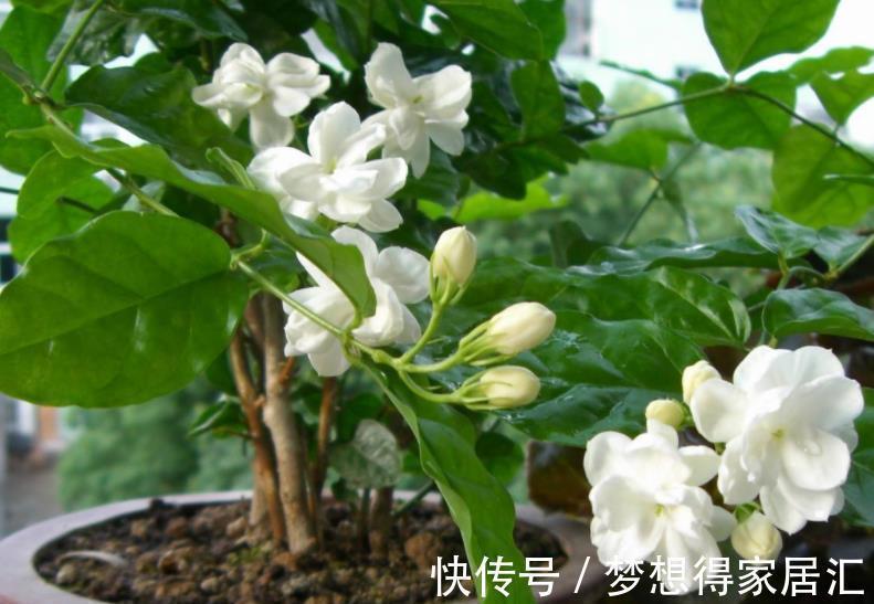 要点|秋冬养茉莉花,3个要点要谨记,不然难以过冬,明年没花赏