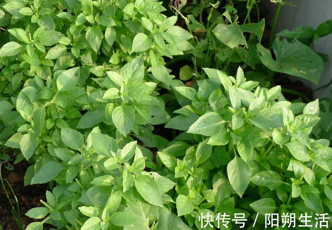 验方|秋冬“缠腰蛇”多发，会传染，试试民间小验方，少遭罪、好得快！