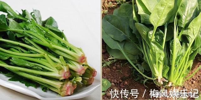 春天买菠菜,注意区分“红根”和“白根”,营养差别大,别买错了