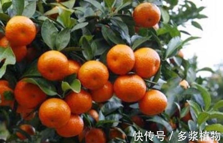 砂糖橘|“砂糖橘”很多都带着叶子卖，这个原因：你或不知道