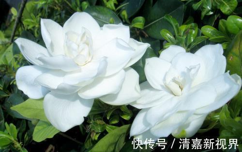 养分|栀子花、杜鹃花“花苞”呼呼掉,都是土壤惹的祸,教你几招能恢复