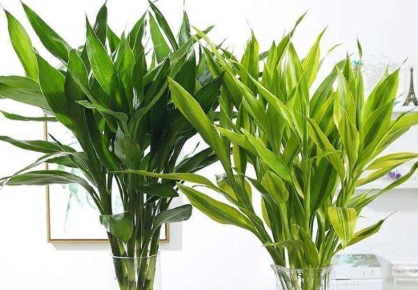 聪明人都养“4种花”，身体越住越健康，起码长寿十年