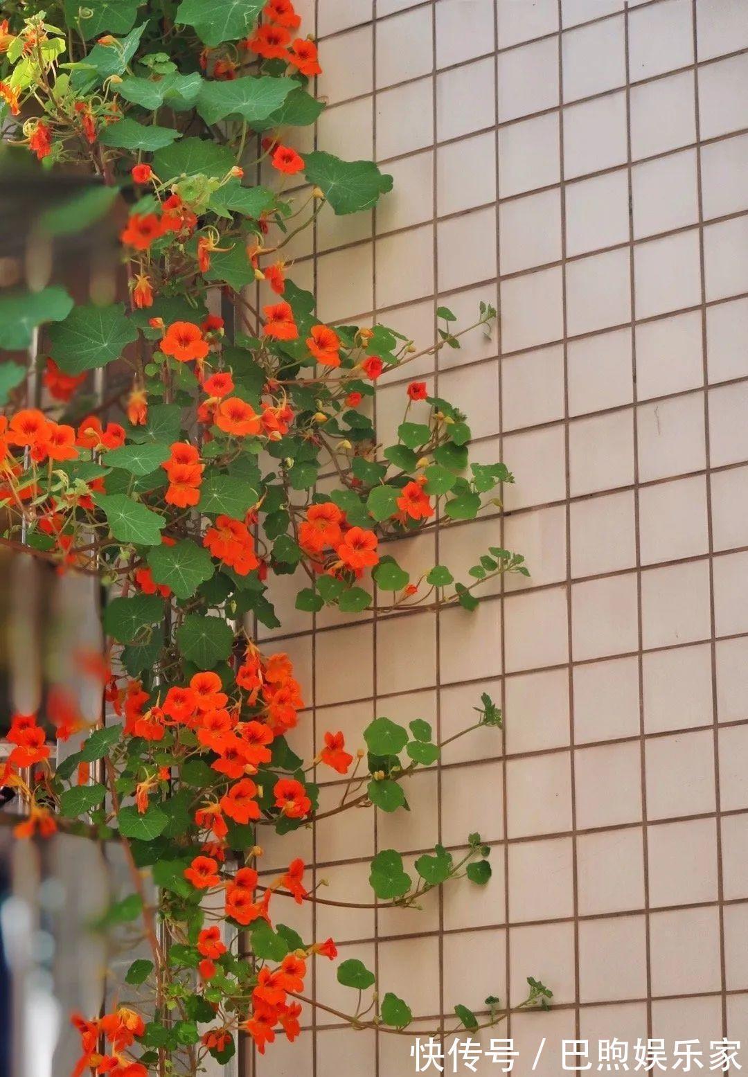 枝条|家里有这6种花，赶紧挂起来，长的快、开花一年比一年多！