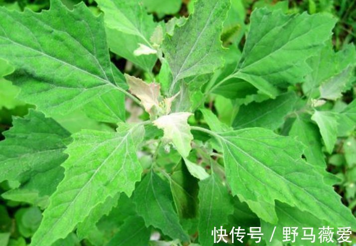 野菜|这种野菜一定要吃，胜过一切补药，尤其是老人，营养价值极高