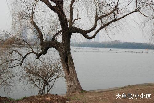 试对$千古绝对! 上联 门前两棵歪脖树, 老和尚的试对经典到爆!