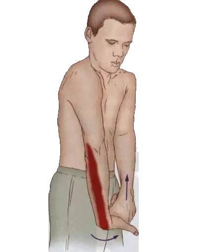 腹外斜肌|你要的拉筋，都在这里！