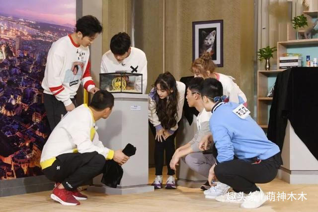 《跑男》宋雨琦情商低還是沒禮貌多次調(diào)侃鄭愷矮,引發(fā)彈幕吐槽