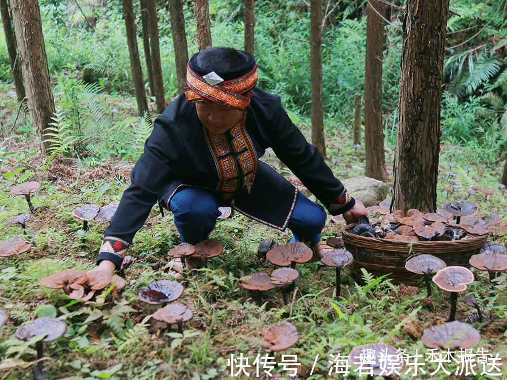 野生植物|曾上千元一斤被誉为“仙草”,如今口碑崩塌,20元一斤沦为笑柄