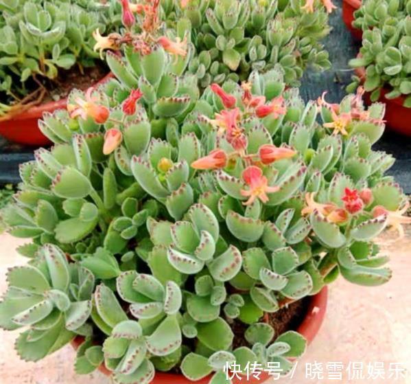 玉蝶|公认难养的8种多肉，爱生病长不好，新手别轻易尝试，白费了