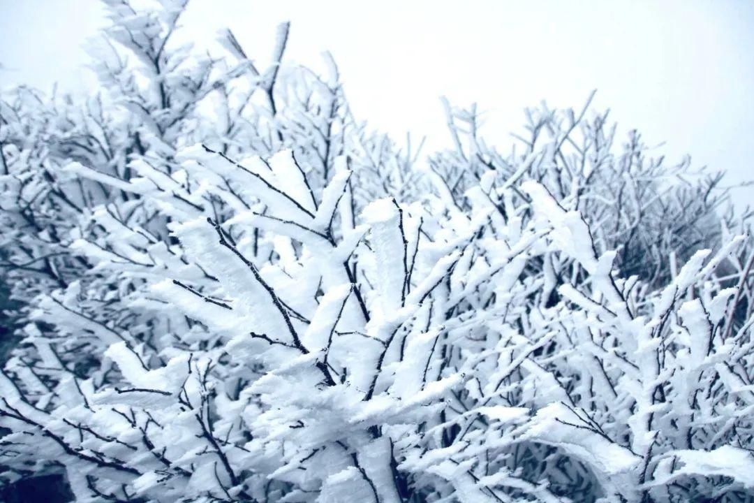 今冬|美翻了！金华美成了冰雪世界，今冬第一波雾凇来，这波美景就在......