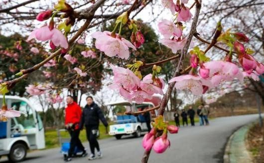 老年|年还没过完，上海顾村公园的早樱已经开了……