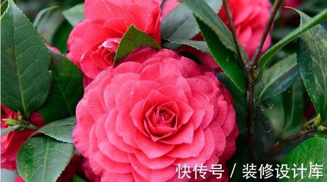 你知道什么花最不好养吗?就是这几种,没有点经验真就养不好