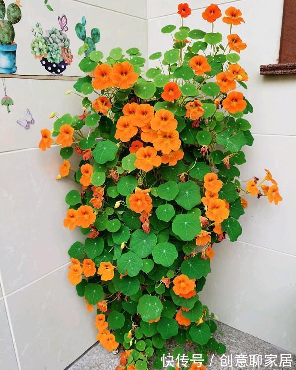 桂花|6种“黄金花”，秋天最好养，客厅摆一排，财气满满花爆棚