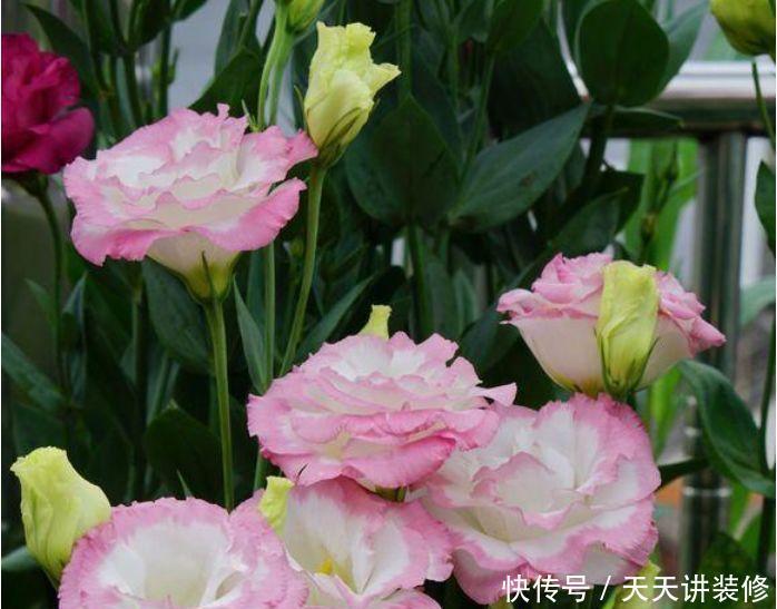  “4种花”好养又漂亮，花开媲美玫瑰，花朵姿态万千，美