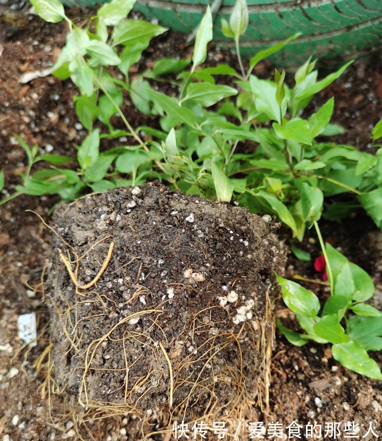 养花土里，必须加3种料，不板结不积水不烂根，花草疯长很旺盛