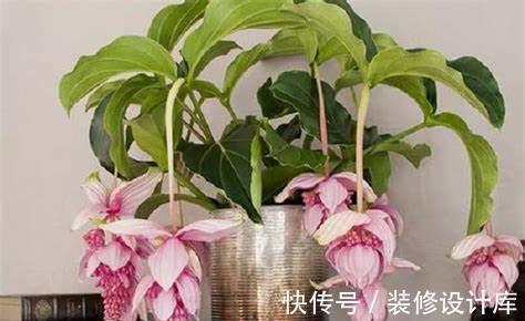 麒麟吐珠|养花试试这几款,花型多姿,叶色柔媚,轻易开成花海