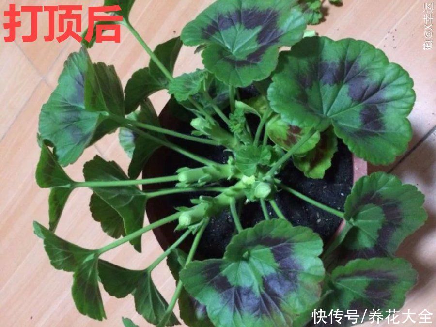 抗病、不招虫的天竺葵，屋里养一盆，开花一茬接一茬