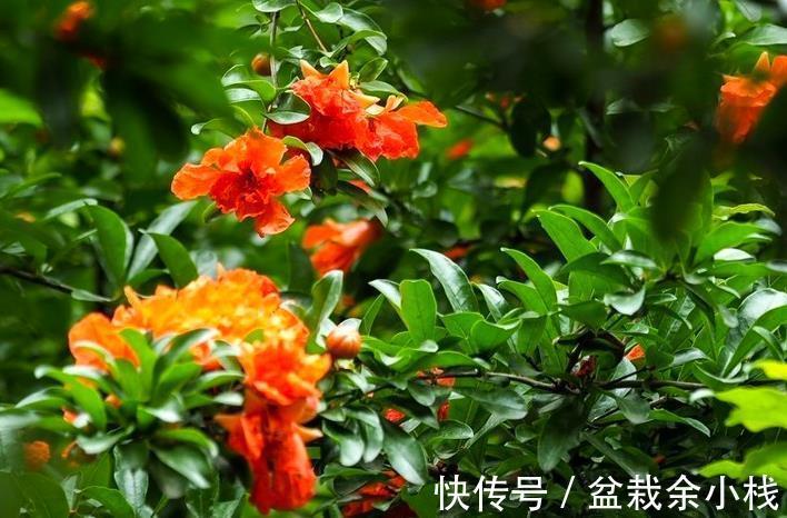 品种|石榴的花好看果也好看，栽在庭院中最适合，但石榴有花无果时咋办