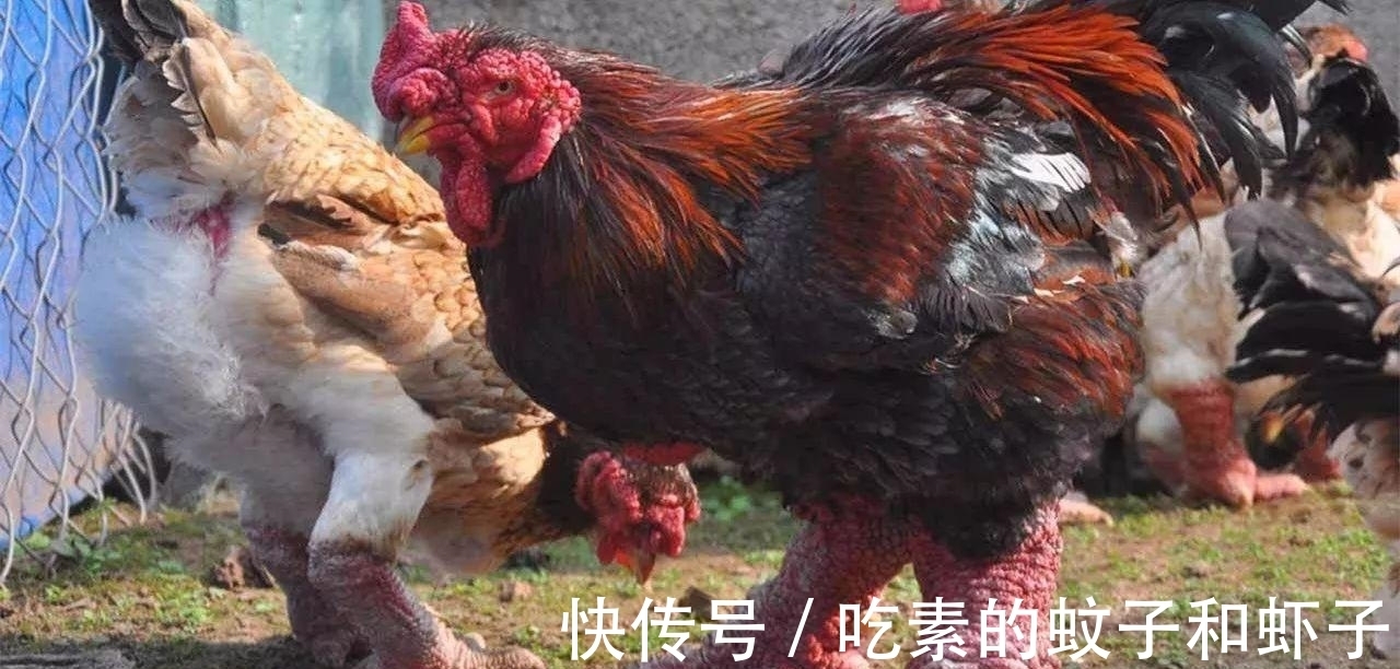 英镑|趣味冷知识分享，快来一起看看吧！