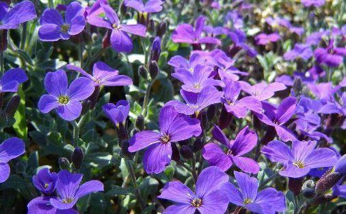 庭院|春节过后养几款艳丽的花卉,满屋飘香,花开繁多,花开大又艳