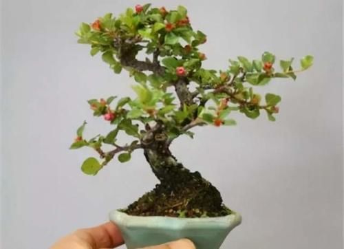带你了解栒子盆景，和你分享栒子盆景在制作和养护中的一些方法