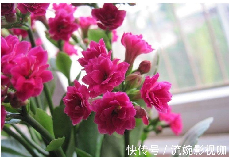 养花|懒人养花就选它,一年四季都在开,掐个叶子插盆里很快就能活!