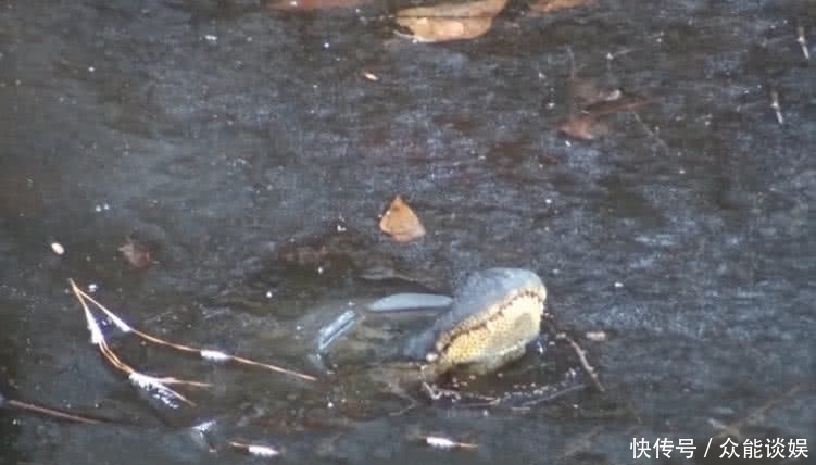 男子|湖面上冻着一只“皮鞋”,男子想一脚踢飞,仔细一盯笑坏了