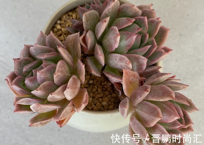 养群生多肉紫罗兰女王，季节交替、温度巨变，当多注意这4点