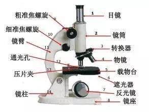 初中生物第二单元知识点总结，理解透彻高分不在话下