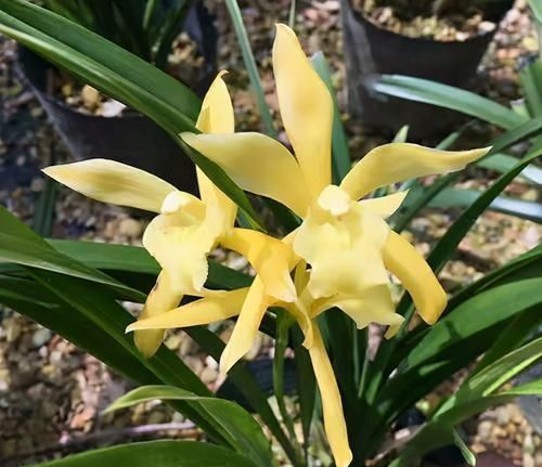 花友|一款“零差评”的兰花，花色金黄无暇，香味浓郁悠久，很适合新手