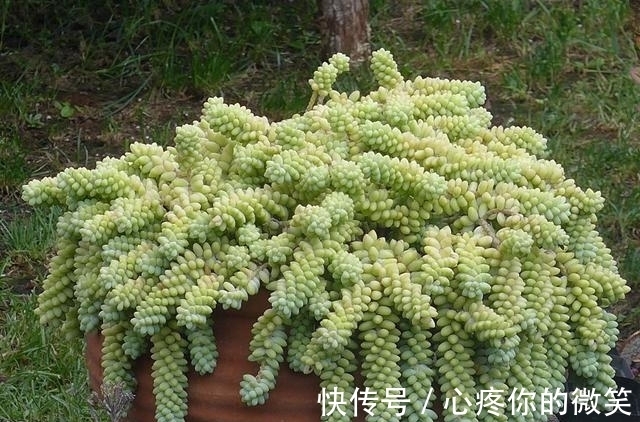 养护|6种多肉就应该挂起来养,长成“花瀑布”美极了,看起来真过瘾